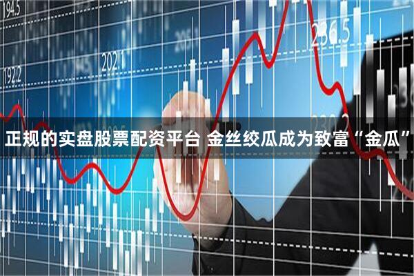 正规的实盘股票配资平台 金丝绞瓜成为致富“金瓜”